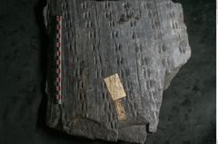 Foto (Detailansicht) von Sigillaria alternaus Lindl. et H. (NHMW-GEO-2024-0188-11230)